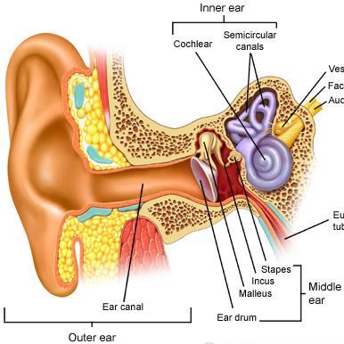 inner ear diagram